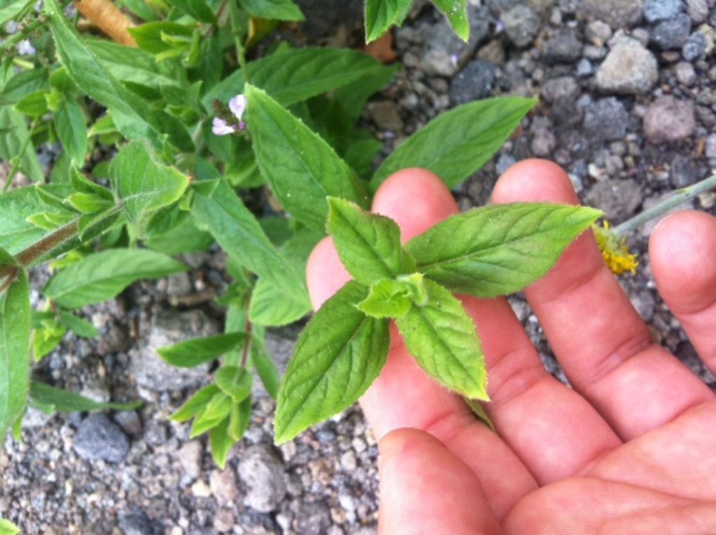 Epilobium sp. (Onagraceae)